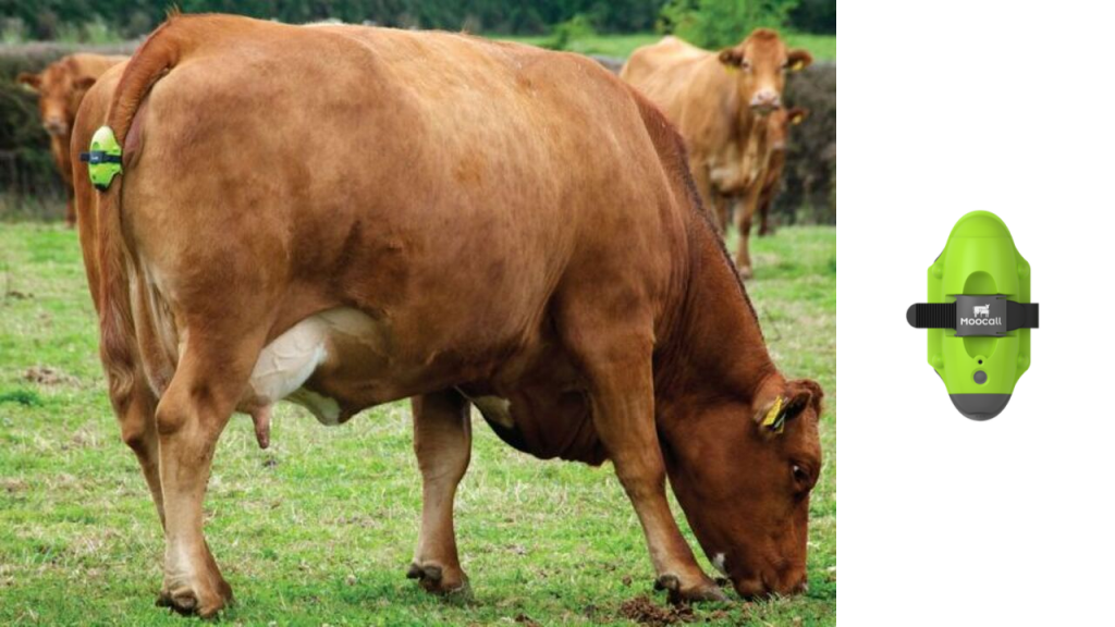 MooCall calving sensor 1024x576 - How IoT Refines Agriculture